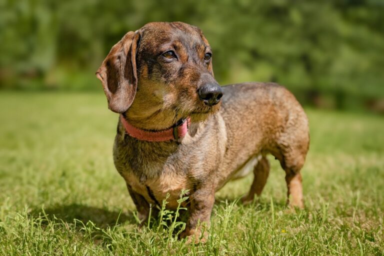 8 Mistakes Dachshund Owners Make (and the Easy Fixes)
